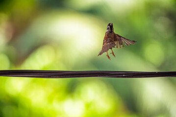 Little bird flying away.