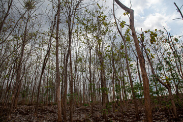Teak tree plant