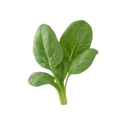 Two fresh green spinach leaves isolated on a black background.