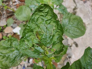 Spinach leaf that have holes because it is eaten by insects. Insect pest.
