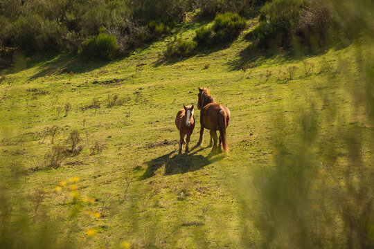 Wild horses roaming freely across open landscapes, embodying strength and grace. Their flowing manes and muscular forms are highlighted as they move together, blending with the natural environment aro