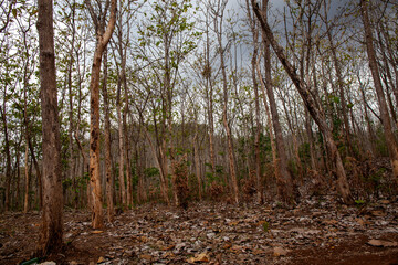 Teak tree plant