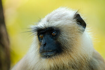 Fototapeta premium Langurs in Indian forests are arboreal primates with long tails, feeding on fruits and leaves, thriving in groups, and playing vital ecological roles as seed dispersers.
