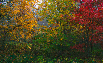 Autumn colorful foliage leaf tree in morning fog. Czech landscape background