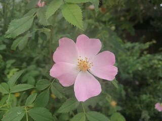 Obraz premium Delicate light pink rose flower in the garden