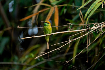 Sambar deer, monkey, bird, bamboo, flower, grass, mushroom
