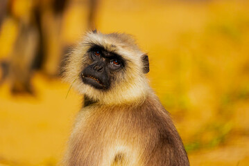 Langurs in Indian forests are arboreal primates with long tails, feeding on fruits and leaves, thriving in groups, and playing vital ecological roles as seed dispersers.