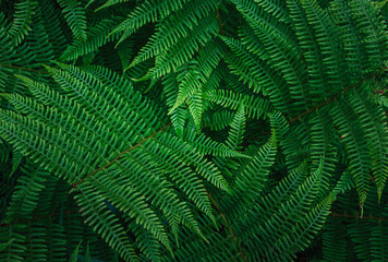 Fern plant texture. Nature background