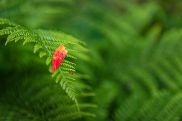 Fern plant with autumn leaf. Nature background
