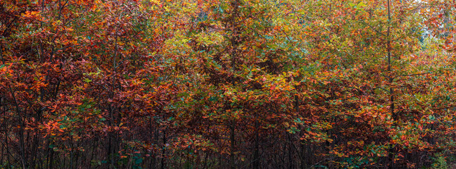 Panoramic autumn foliage leaf tree texture. Czech landscape background