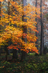Autumn foliage leaf tree growing in forest with fog. Czech landscape background