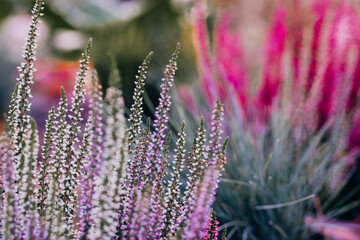 Vivid lilac and purple heather twigs flower growing in a flowerbed or in a woods. Wild fall blooming flowers outdoors. Calluna vulgaris in full bloom.