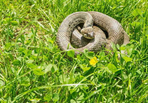Germany, North Rhine Westphalia, Grass snake curled up on grass