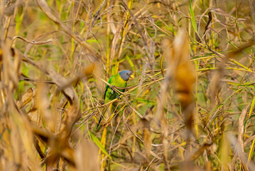 
India’s birds include peacocks, eagles, kingfishers, flamingos, and cranes, thriving in forests, wetlands, deserts, grasslands, and the Himalayas.