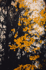In the autumn, the branches of the trees in the forest are covered with bright yellow maple leaves. This is nature at its best in October.