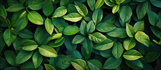 Obraz premium Green Leaf Background In Forest Have Many Species Flora Background Have Many Colour In Frame