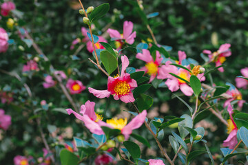 A lot of pink camellia flowers in full bloom growing on a bush in spring garden. Summertime...