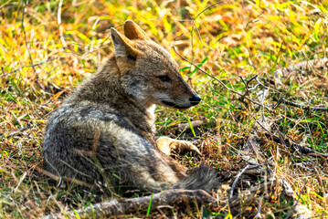 The golden jackal, a versatile carnivore, thrives in forests, grasslands, and urban fringes, known for its scavenging habits, howling calls, and social adaptability in packs.