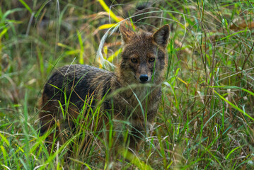 The golden jackal, a versatile carnivore, thrives in forests, grasslands, and urban fringes, known for its scavenging habits, howling calls, and social adaptability in packs.