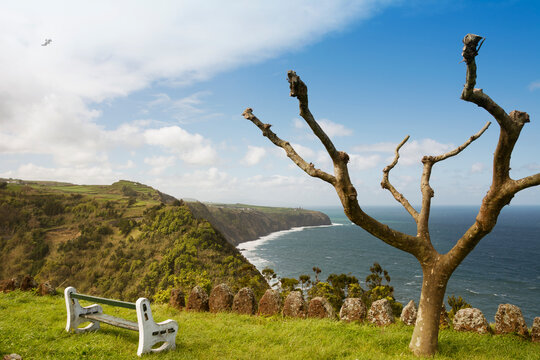 Portugal, Azores, Sao Miguel, Plane tree at Miradouro da Despe-te Que Sua