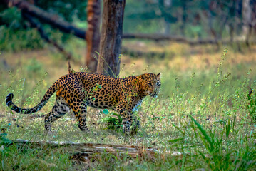 The leopard, a stealthy predator, has a rosette-patterned coat, exceptional agility, and...