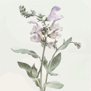sage flower plant watercolor style clip art preview