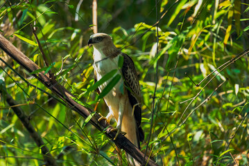 Raptors are predatory birds with sharp talons, keen eyesight, and hooked beaks. Rose-ringed parakeets are vibrant, social parrots found in forests, urban areas, and farmlands.