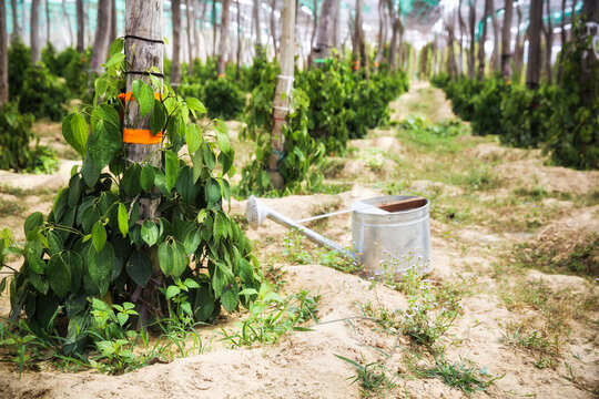 Cambodia, Kampot, pepper farm, famous Kampot pepper