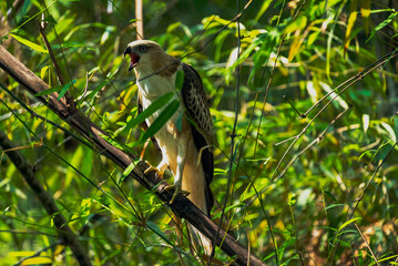 Raptors are predatory birds with sharp talons, keen eyesight, and hooked beaks. Rose-ringed parakeets are vibrant, social parrots found in forests, urban areas, and farmlands.