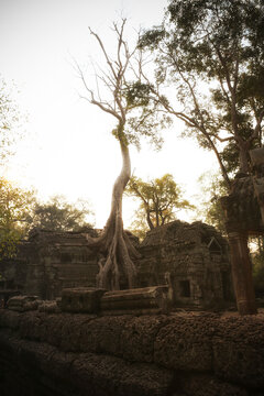 Cambodia, Angkor, Ta Prohm temple, Tomb Raider film location
