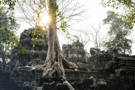 Cambodia, Angkor, Ta Prohm temple, Tomb Raider film location