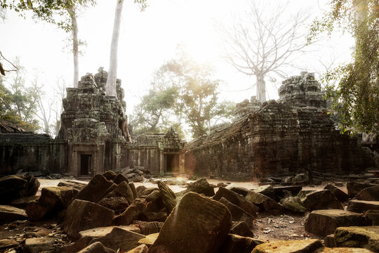 Cambodia, Angkor, Ta Prohm temple, Tomb Raider film location