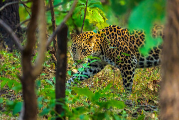 The leopard, a stealthy predator, has a rosette-patterned coat, exceptional agility, and adaptability, thriving in forests, grasslands, and mountains while hunting with unmatched precision.