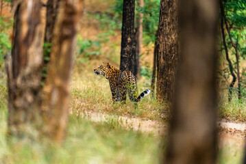 The leopard, a stealthy predator, has a rosette-patterned coat, exceptional agility, and...