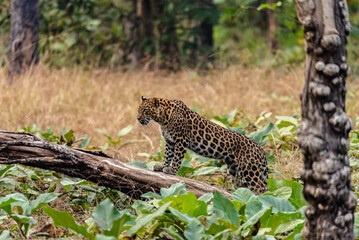 The leopard, a stealthy predator, has a rosette-patterned coat, exceptional agility, and...