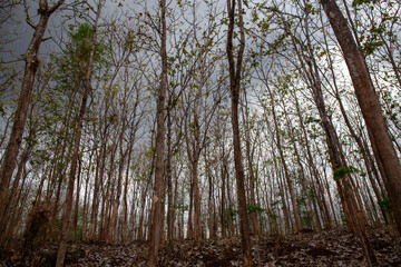 Fototapeta premium Teak tree plant