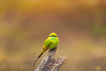 India’s birds include peacocks, eagles, kingfishers, flamingos, and cranes, thriving in forests, wetlands, deserts, grasslands, and the Himalayas.