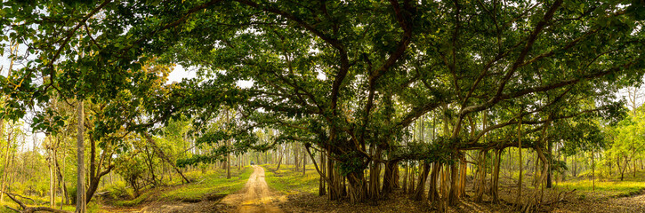 Obraz premium Sambar deer, monkey, bird, bamboo, flower, grass, mushroom