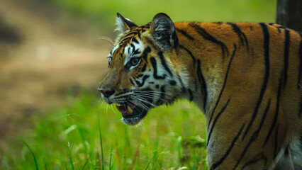 India's forests, from jungles to mangroves, shelter tigers. These apex predators maintain ecological balance and are recognized by unique stripes, aiding conservation efforts.