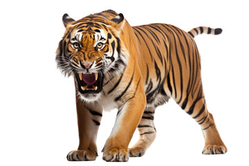 Fototapeta premium Muscular Malayan tiger with a low growl, showing dominance and strength isolated on white background