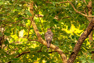 India’s birds include peacocks, eagles, kingfishers, flamingos, and cranes, thriving in forests, wetlands, deserts, grasslands, and the Himalayas.