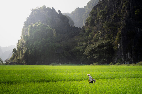 Farmer picking up rice in rice fields of Nihn Bihn, Vietnam