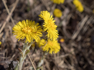 coltsfoot flowers close up on a spring day