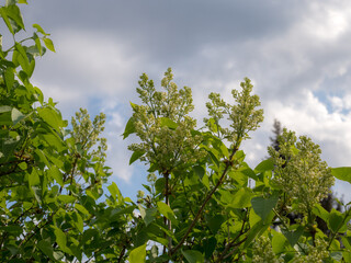 white lilac in spring