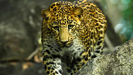 The leopard is a solitary, agile big cat, known for its spotted coat, exceptional climbing skills, stealth hunting, wide habitat range, and adaptability in diverse environments.