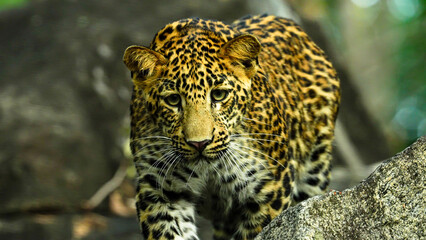 The leopard is a solitary, agile big cat, known for its spotted coat, exceptional climbing skills, stealth hunting, wide habitat range, and adaptability in diverse environments.