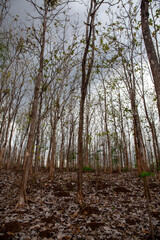 Teak tree plant