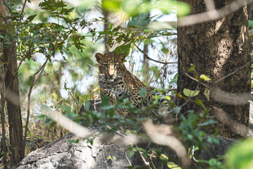 The leopard is a solitary, agile big cat, known for its spotted coat, exceptional climbing skills, stealth hunting, wide habitat range, and adaptability in diverse environments.