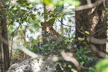 The leopard is a solitary, agile big cat, known for its spotted coat, exceptional climbing skills, stealth hunting, wide habitat range, and adaptability in diverse environments.