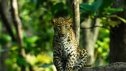 The leopard is a solitary, agile big cat, known for its spotted coat, exceptional climbing skills, stealth hunting, wide habitat range, and adaptability in diverse environments.
